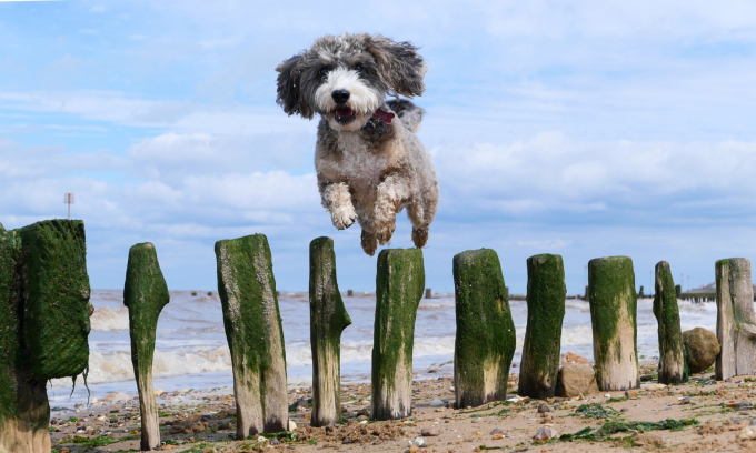 The cockapoo jumps over a sea defence