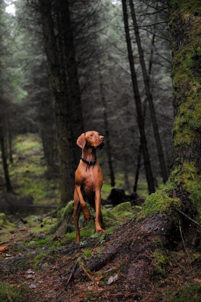 Photograph by Tony Clerkson, Alamy